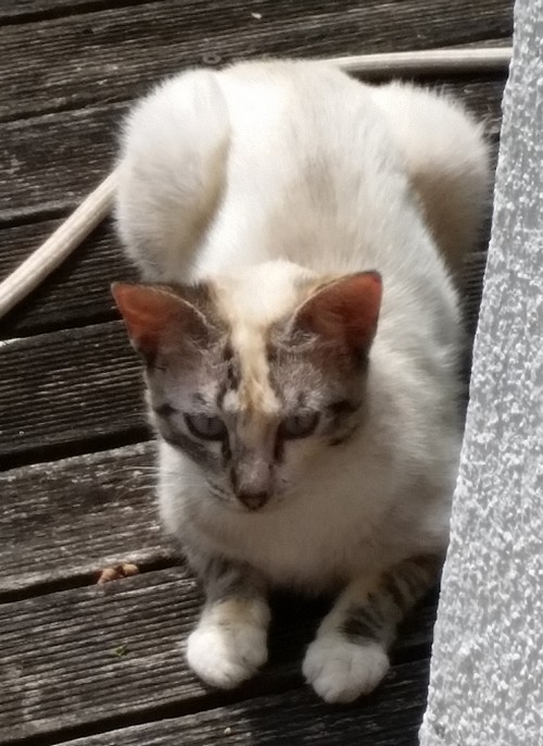 Couleur chat 2018_08_chat2