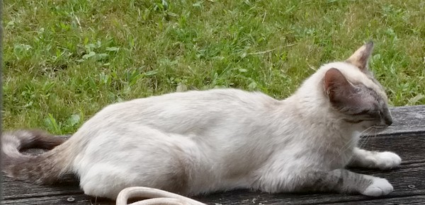 Couleur chat 2018_08_chat4