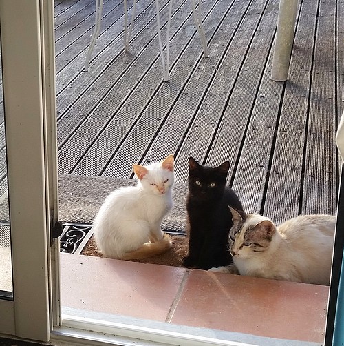 Chat va... et vous ? - Page 3 2018_09_28