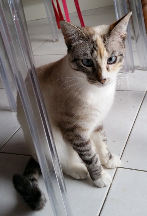 Chat va... et vous ? - Page 3 2018_12_16