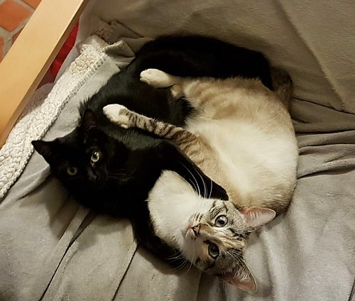Chat va... et vous ? - Page 3 2019_01_11
