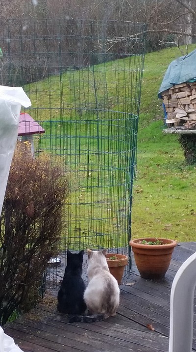 Chat va... et vous ? - Page 3 2019_01_20_2